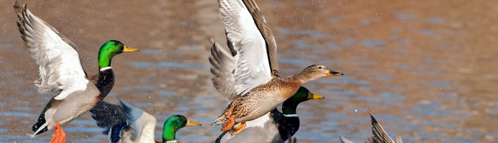 Federcaccia Giovani Terni