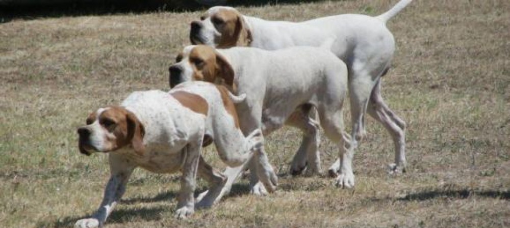 Federcaccia Giovani Terni