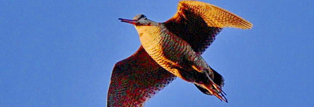 Federcaccia Giovani Terni