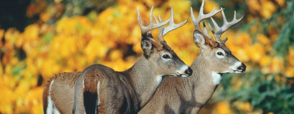 Federcaccia Giovani Terni