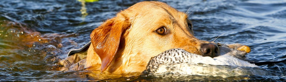 Federcaccia Giovani Terni