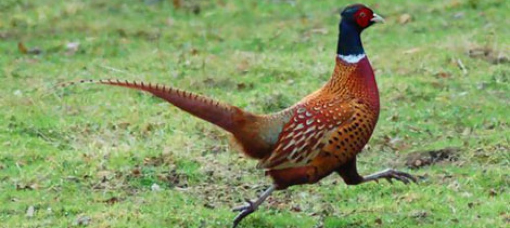 Federcaccia Giovani Terni